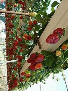 Shade Netting For Vegetables