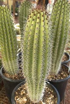 Sun Netting For Plants
