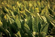 Tobacco Shade Cloth