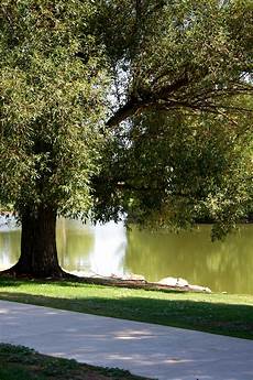 Tree Shade Cloth