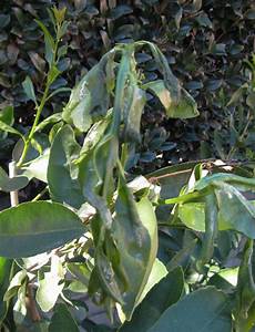 Tree Shade Cloth