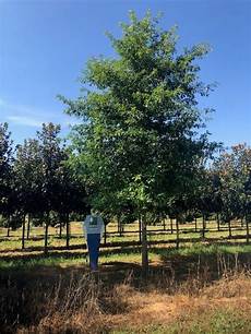Tree Shade Cloth